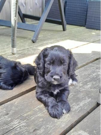 Image 11 of KC Registered Cocker Spaniel Puppies