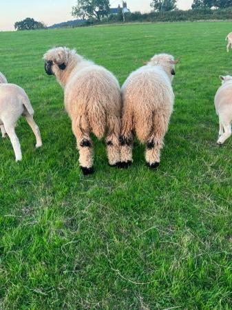 Image 3 of Valais blacknose ewes for sale.