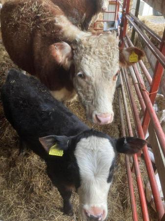 Image 3 of Miniature Hereford Cows with heifer calf’s at foot for sale