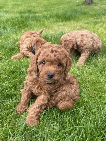 Image 6 of *DNA HEALTH TESTED* Cavapoo puppies