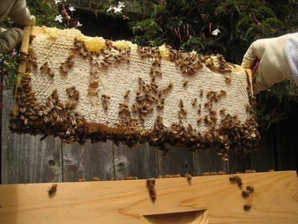 Image 4 of Bees for sale 2024. downsizing operation