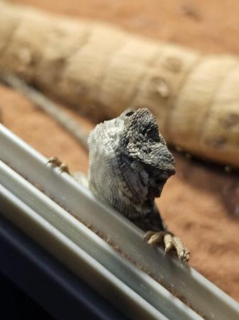Image 4 of Baby bearded dragons for sale