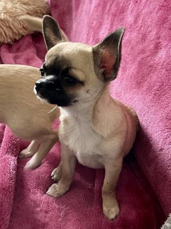 Image 9 of Smooth coat chihuahua puppies