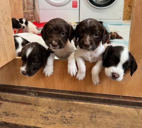 Image 6 of English Springer Spaniel Puppies KC Registered