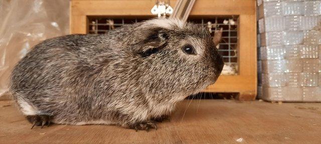 Image 5 of 2 bonded guinea pigs available