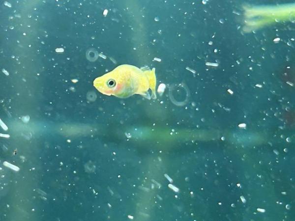 Image 2 of Live guppy juveniles for sale gold, blue and Russian white