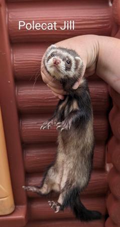 Image 8 of 1-2 year old hobs and Jill’s ferret available