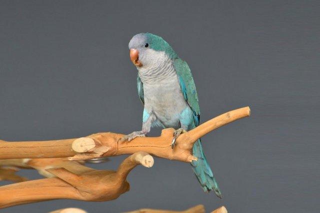 Image 3 of Baby Blue Quaker talking parrots,19