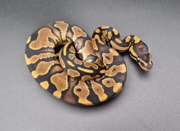 Image 2 of Yellow Belly Double Het Clown Pied Female Ball Python 230803