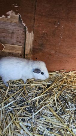 Image 4 of Female  Guinea pig for sale