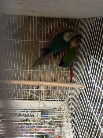 Image 3 of Male adult green cheek conures available