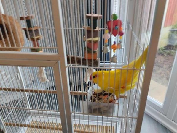 Image 1 of parakeet  and Cage and all accessories