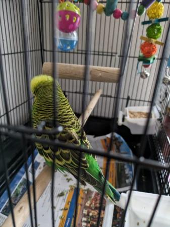 Image 2 of Tamed budgie in blue colour