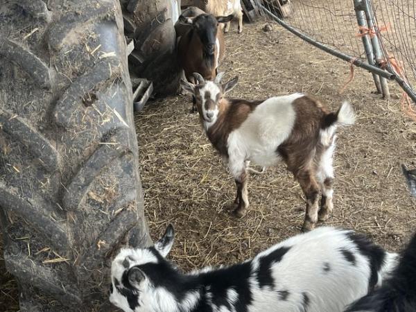 Image 3 of Pygmy goat kids, three wethers