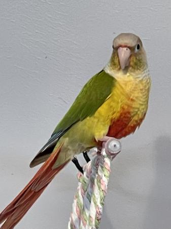 Image 6 of Male conure friendly with cage for sale  (sold)