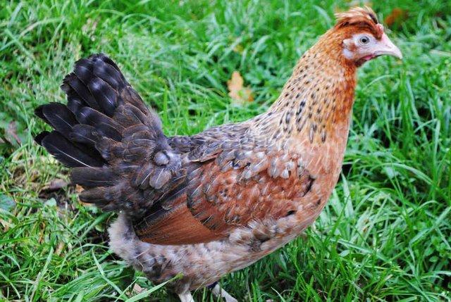 Image 1 of DEVON BLUE / SKYLINE point of lay pullets