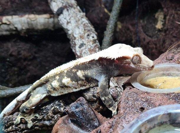 Image 6 of Male Crested Gecko Proven Breeder 5 years old