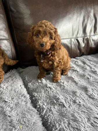 Image 4 of F1B Cockapoo puppies ready now 1 girl left
