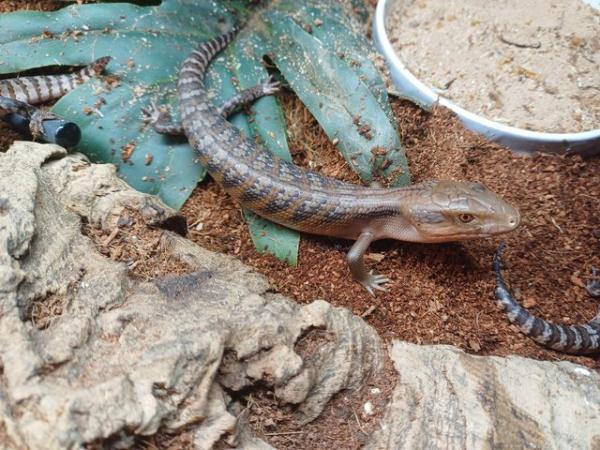Image 3 of Northern blue tongue skinks