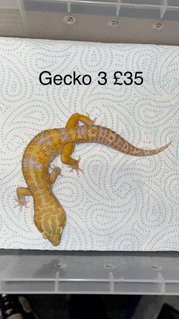 Image 2 of 4 male leopard geckos for sale