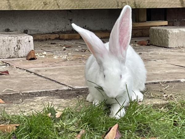 Image 1 of For sale continental giant rabbits