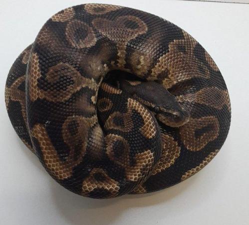 Image 5 of 1.30Kg weight Male Yellow Belly Pos Het Ringer Ball Python