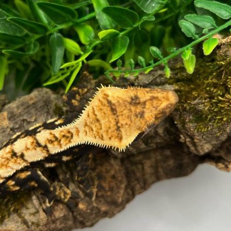 Image 5 of High End - High Contrast Jet Black Male Crested Gecko