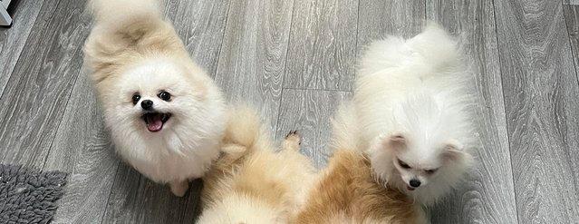 Image 12 of Very Long coat white tiny Russian teddy type Pomeranian fema