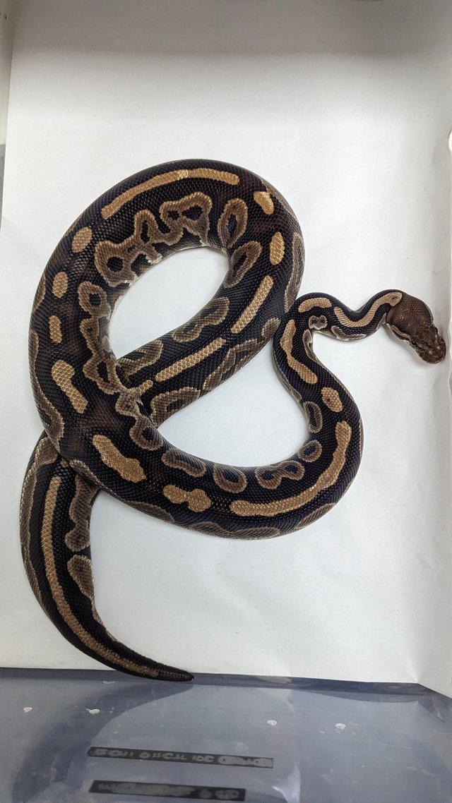 Preview of the first image of Cb19 blackpastel het pied.