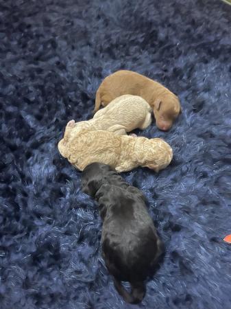 Image 4 of Kc miniature poodle puppys