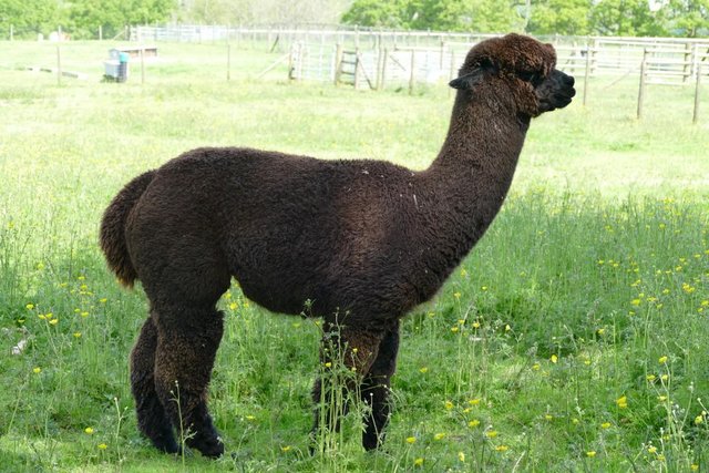 Image 7 of Alpacas - Group of Registered, friendly, young pets