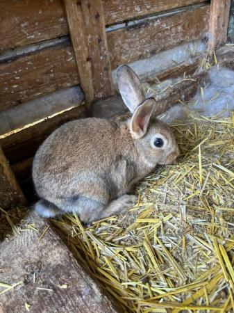 Image 3 of Harlequin X Rabbits / Bunnies - Mixed Litter