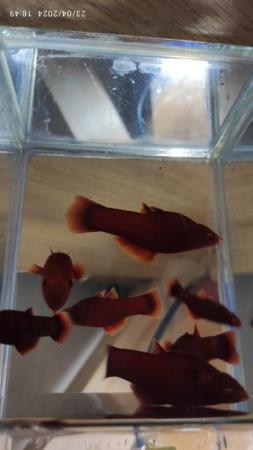 Image 1 of super red swordtails and electric blue akaras