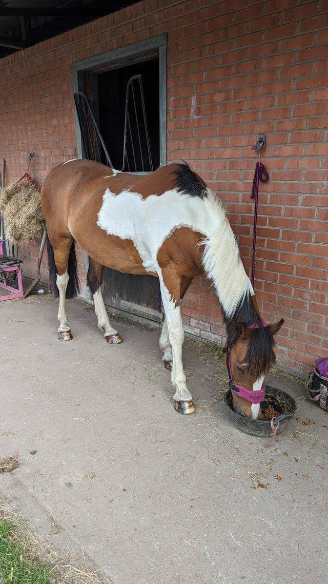Preview of the first image of Wanted Sharer Coloured mare 14.2.