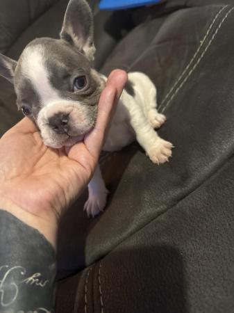 Image 5 of french bull dog puppy looking for her new home
