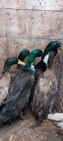Image 3 of For sale  young male ducks