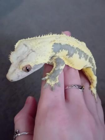 Image 3 of Beautiful tailless Crested gecko