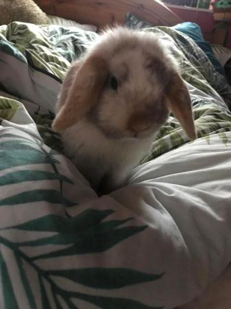 Image 2 of 1 year old mini lop male rabbit