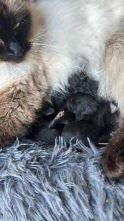 Image 6 of Ragdoll x kittens. Pure Black. READY NOW