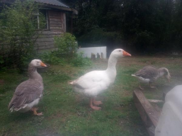 Image 3 of Trio of 3 year old pilgrim geese SOLD