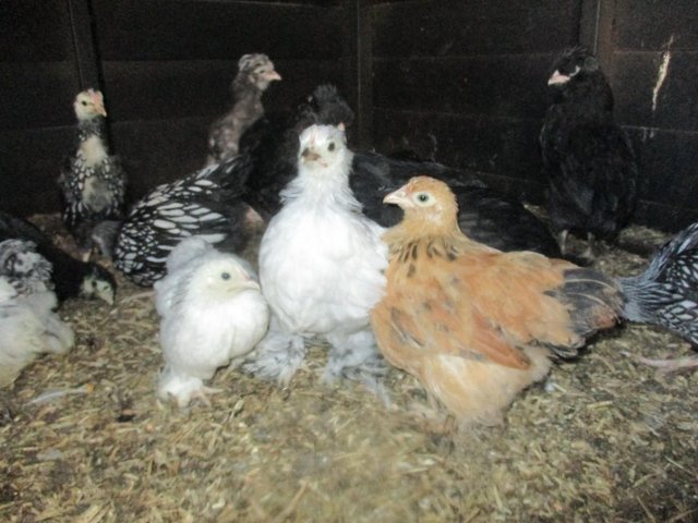 Preview of the first image of Pekin Bantams, various colours, and ages from day old on..