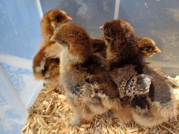 Image 3 of Partridge Cochin hatching eggs