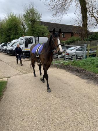 Image 1 of 4 year old tb mare for sale