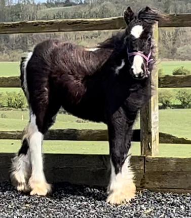 Preview of the first image of Heavy Piebald 10 Months Old Cob To Make 13hh.