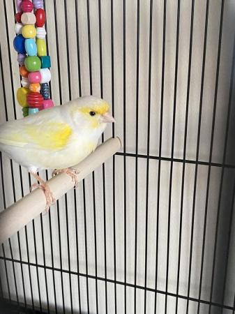 Image 5 of Mosaic male canary for sale