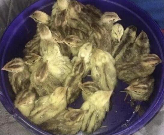 Image 22 of QUAIL HATCHING EGGS/4 BREEDS !
