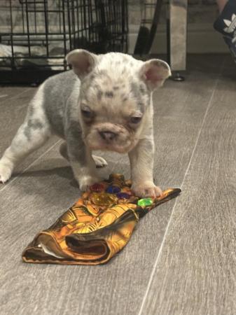 Image 1 of Lilac and tan Merle female french bulldog