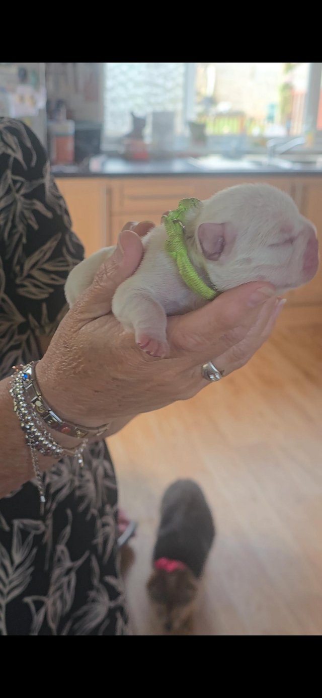 Preview of the first image of Stunning KC Frenchie pups..