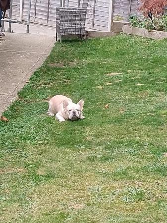Image 1 of 16 months old male fluffy french bulldog