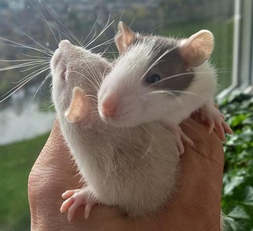 Image 5 of Young female rats ready for rehome (Glasgow)
